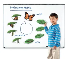 magnetyczny-cykl-rozwoju-motyl