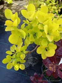 perukowiec-ancot-sadzonka-zloty-rabaty-soliter