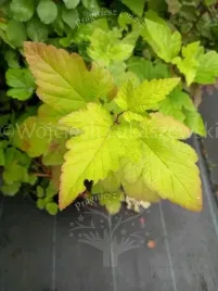 pecherznica-kalinolistna-luteus-zywoplot-szpaler