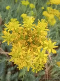 rozchodnik-oscisty-na-skalniak-i-murek