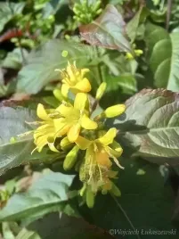 zadrzewnia-troja-black-sadzonka-skarpy-miododajna