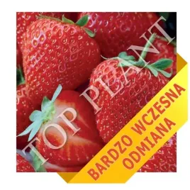 slodka-i-plenna-wczesna-truskawka-honeoye-10-sadzonek-w-doniczkach