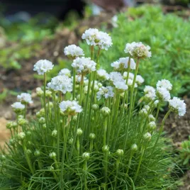 zawciag-nadmorski-bialy-odporna-roslina-na-skalniaki-i-rabaty