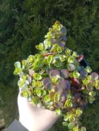 rozchodnik-coral-reef-sedum-plozacy-mrozoodporny-kolorowy