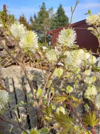 fotergilla-olszolistna-suzanne-miododajna-unikalna