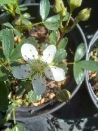 pieciornik-nuuk-doskonala-roslina-okrywowa