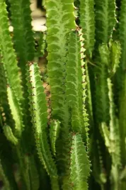 euphorbia-trigona-wilczomlecz-trojzebrowy