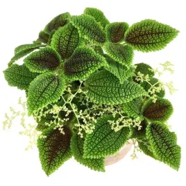 pilea-mollis-moon-valley-pokrzywa-piekne-liscie
