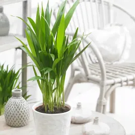 duza-palma-areca-areka-oczyszcza-nawilza-powietrze