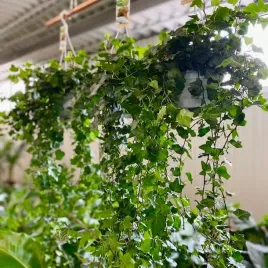 piekny-duzy-bluszcz-zielony-hederahelix-pittsburgh