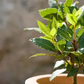 lisc-laurowy-laur-wawrzyn-sadzonka-przyprawa-do-kuchni-dodatek-do-zup