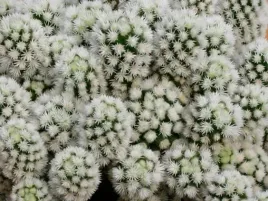 mammillaria-arizona-snowcap-sniezna-kula-unikalny