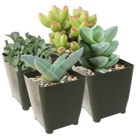grubosz-crassula-ladny-zestaw-roslin-mix-3-szt