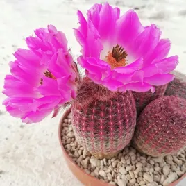 echinocereus-pectinatus-var-rubispinus-teczowy