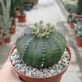 euphorbia-obesa-wilczomlecz-opasly-kula-okragly