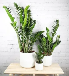 zamiokulkas-zamiolistny-zamioculcas-mega-duzy-xxl