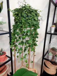 piekny-duzy-pnacy-bluszcz-zielony-hedera-helix-xl