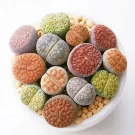 lithopsy-lithops-zywe-kamienie-szczescia-cuda-natury