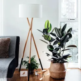 duzy-fikus-robusta-elastica-zielony-fisuc-sprezyst