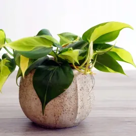 philodendron-brazil-scandens-pnacy-filodendron