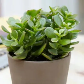 crassula-ovata-grubosz-drzewko-szczescia-piekne