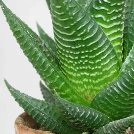 haworthia-limifolia-ladna-haworsja-ciemnozielona
