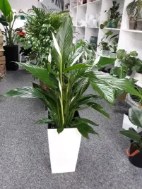 bardzo-duzy-skrzydlokwiat-spathiphyllumxxl-piekny