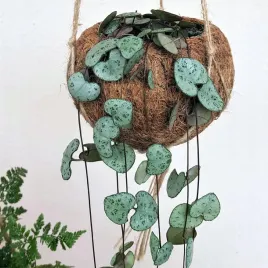 ceropegia-woodii-zwisajace-liscie-w-ksztalci-serc