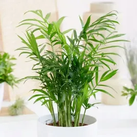 ladna-palma-koralowa-chamaedorea-elegans-chamedora