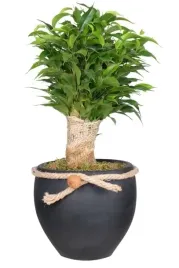 fikus-ficus-benjamina-natasha-oczyszcza-powietrze