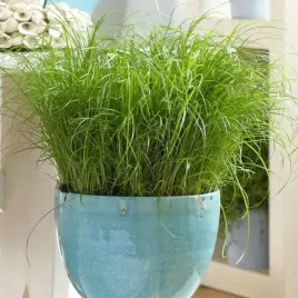 swieza-trawa-dla-kota-cyperus-koci-przysmak