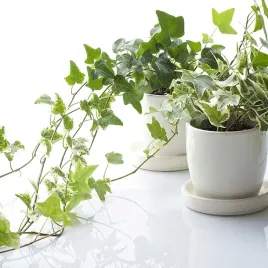 pnacy-bluszcz-bialo-zielony-helix-white-wonder