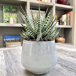 haworthia-fasciata-big-band-zebra-biale-paski