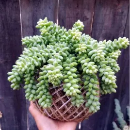 sedum-burrito-zwisajace-zjawiskowe-warkocze-hit