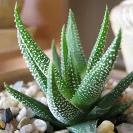 haworthia-concolor-oszroniona-fasciata-haworsja
