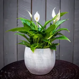 pearl-cupido-ladny-skrzydlokwiat-kwitnie-caly-rok