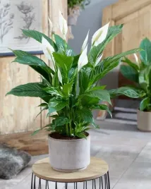 piekny-gesty-skrzydlokwiat-kwitnie-caly-rok-60-cm