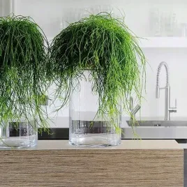 rhipsalis-cassutha-duzy-patyczak-zwisajacy