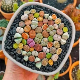 lithopsy-zywe-kamienie-szczescia-cuda-natury