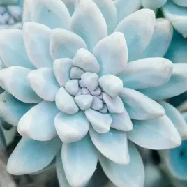 echeveria-estrela-urocza-eszeweria-blekitno-biala