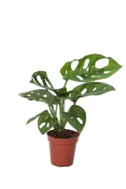 monstera-monkey-mask-bardzo-fajny-kwiat