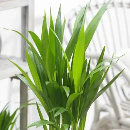 palma-areca-areka-oczyszcza-i-nawilza-powietrze