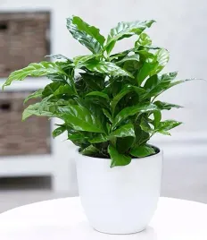 coffea-arabica-kawa-arabska-sadzonka-ozdoba-kuchni