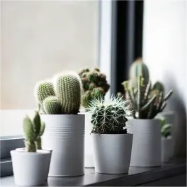 fajny-zestaw-3-roznych-ladnych-kaktusow