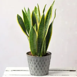 sansewieria-futura-superba-sansevieria-wezownica