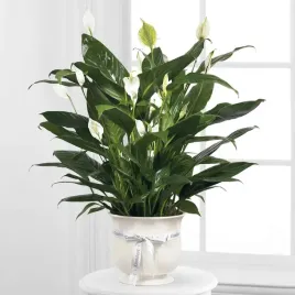 piekny-skrzydlokwiat-pearl-cupido-kwitnie-caly-rok