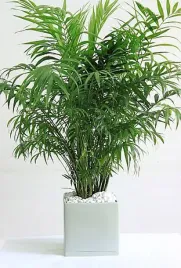 duza-ladna-palma-chamaedorea-elegans-chamedora