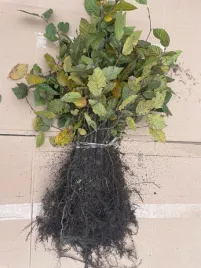 grab-pospolity-idealny-na-formowane-zywoploty-sadzonki-20-40cm-50-sztuk