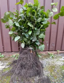 grab-pospolity-idealny-na-zywoploty-formowane-sadzonki-40-60cm-100-sztuk