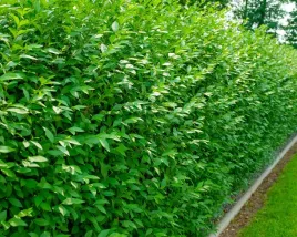 ligustr-pospolity-atrovirens-sadzonki-50-80-idealne-na-zywoplot-szkolkowany